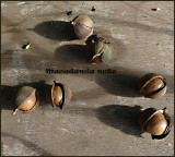 Macadamia nuts