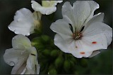 White zonal pelargonium