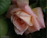 Tamora
