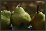 Pears