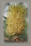 Banksia