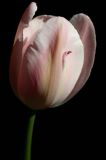 Tall pink tulip