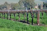 Vines in the Barossa Valley