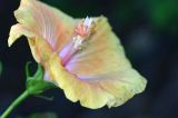 Yellowy hibiscus