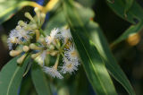 Gum blossoms