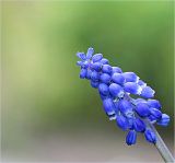 Muscari spike