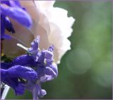 Salvia and Nemesia