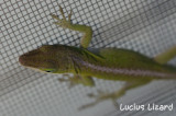 Lucius Lizard-156.jpg