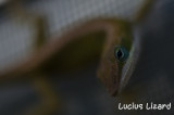 Lucius Lizard-228.jpg