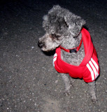 The new Molly, a fashion  model