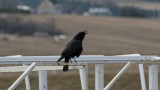 Corneille dAmrique / American crow