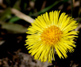 Yellow, first flowers this spring!