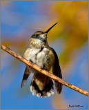 Rufous/Allen's Hummingbird at Green Spring Gardens