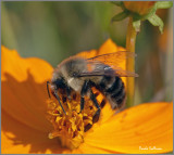Bees and other insects