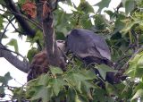 Parent feeding young