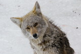 Coyote stuck on the ice - Collingwood Side Launch Basin April 7, 2013