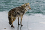 Coyote on the ice - how to get off? Collingwood Side Launch Basin:April 7, 2013