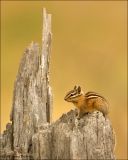 Yellow Pine Chipmunk