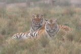 Tigers (original photo)