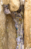 messages in the Western Wall