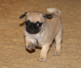 Pebbles_12162012_4.jpg