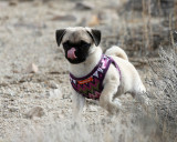 Desert_Pebbles_3.jpg