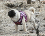 Desert_Pebbles_4.jpg