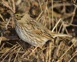 SAVANNAH SPARROW