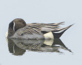 NORTHERN PINTAIL