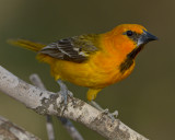 ALTAMIRA ORIOLE