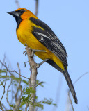 ALTAMIRA ORIOLE