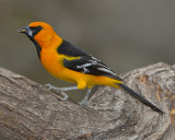 ALTAMIRA ORIOLE