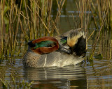 GREEN-WINGED TEAL