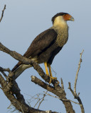 CRESTED CARACARA