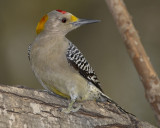 GOLDEN-FRONTED WOODPECKER