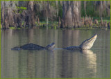 Louisiana Alligators 2013
