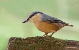 Nuthatch  - Sitta europaea