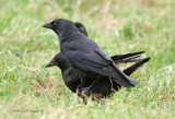Jackdaw - Corvus monedula