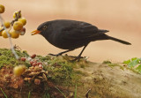 Blackbird - Turdus merula