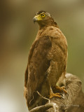 Crested Serpent Eagle - Spilornis cheela