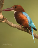  White-throated Kingfisher - Halcyon smyrnensis
