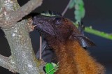 Indian Flying-fox - Pteropus giganteus