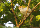 Common Tailorbird (Orthotomus sutorius) 