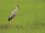  Asian Openbill Stork (Anastomus oscitans)