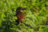 Greater Coucal (Centropus sinensis) 
