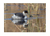 Black-necked Grebe-Podiceps nigricollis