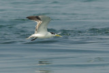Swift Tern  (Thalasseus bergii)