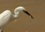 Little Egret