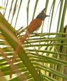 Sri Lankan Paradise Flycatcher