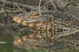 Water Monitor Lizard